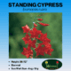 Standing Cypress