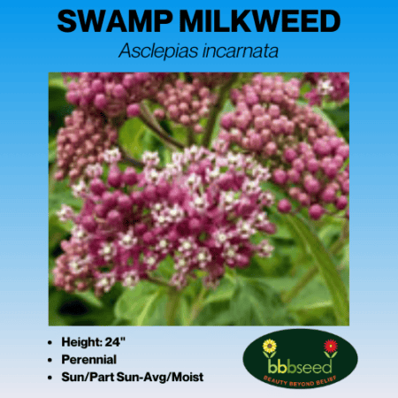 Swamp Milkweed Wildflower Seeds