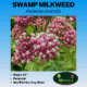 Swamp Milkweed Wildflower Seeds