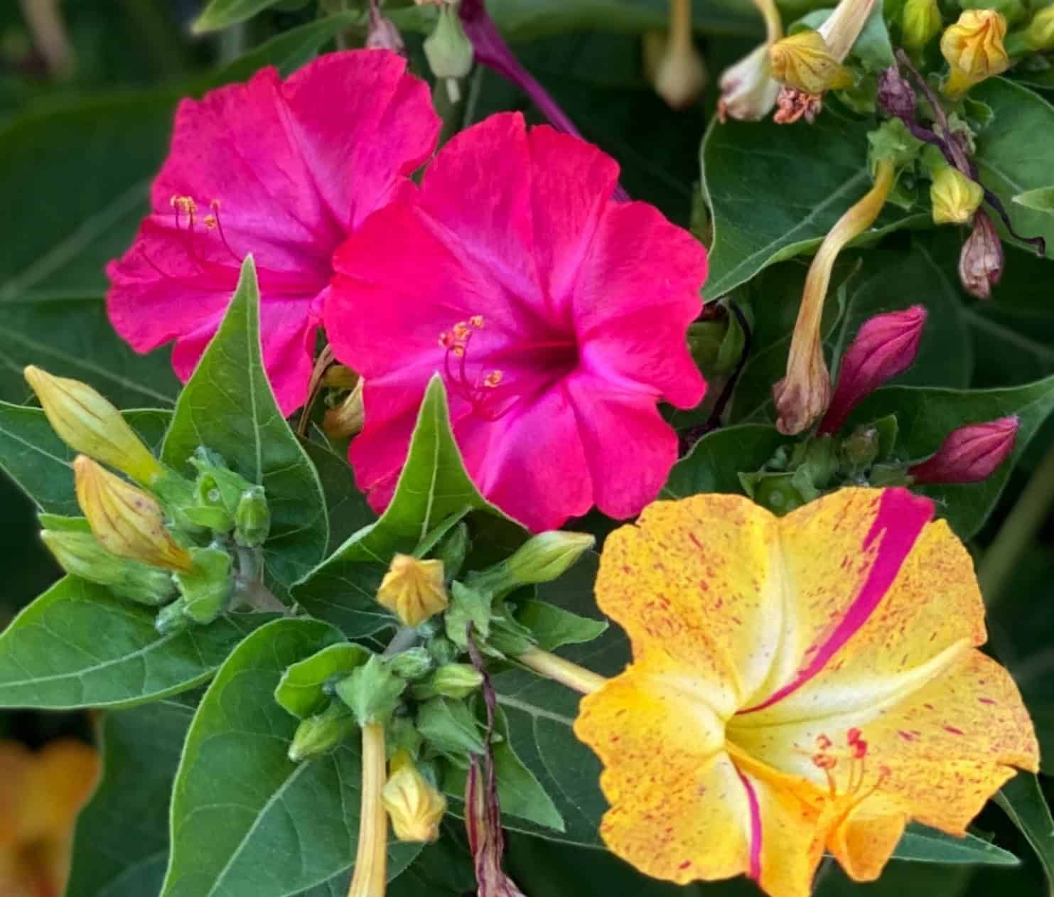 Four O'clock – Mirabilis jalapa 'Formula Mix' | BBB Seed