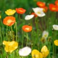 iceland poppy