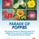 parade of poppies