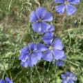 blue flax