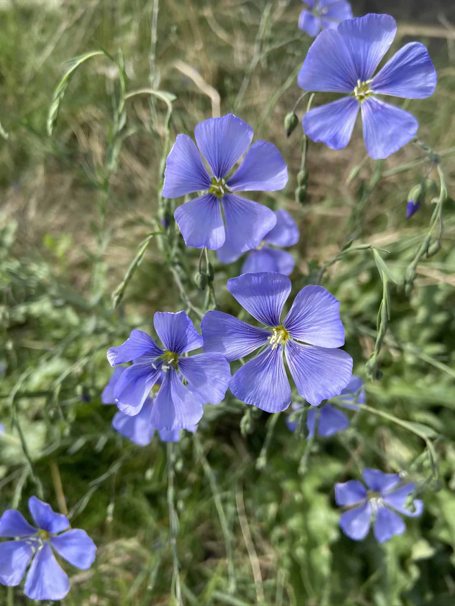 Flowerflower0214ページ Baby Joe Mistflower – Breck's
