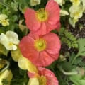 Poppy flowers with vibrant red petals and yellow centers among yellow and white blooms.