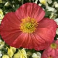 iceland poppy