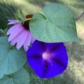 Grandpa Ott, morning glory