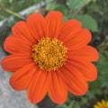 mexican sunflower