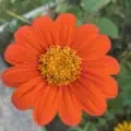 mexican sunflower