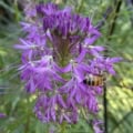 bee plant