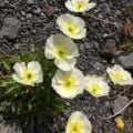 Iceland poppy