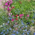 Deer resistant wildflower mix
