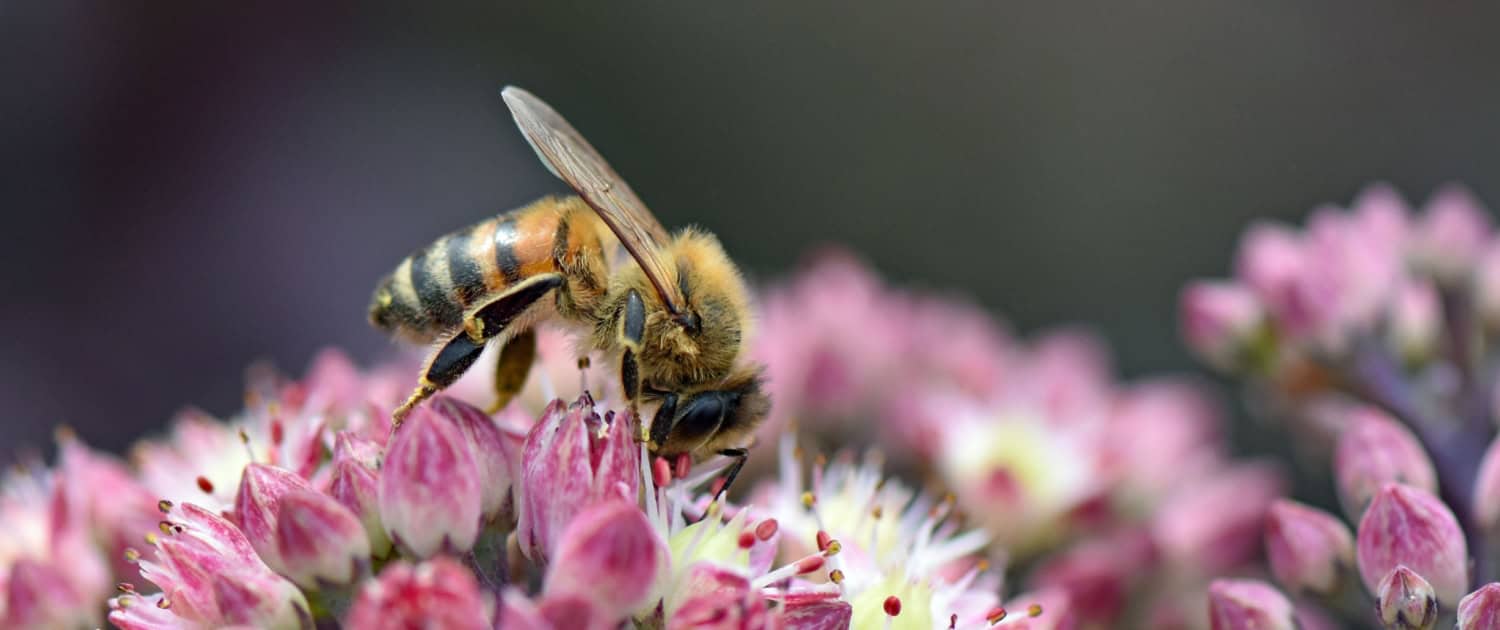 Best Flowers for Honey Bees
