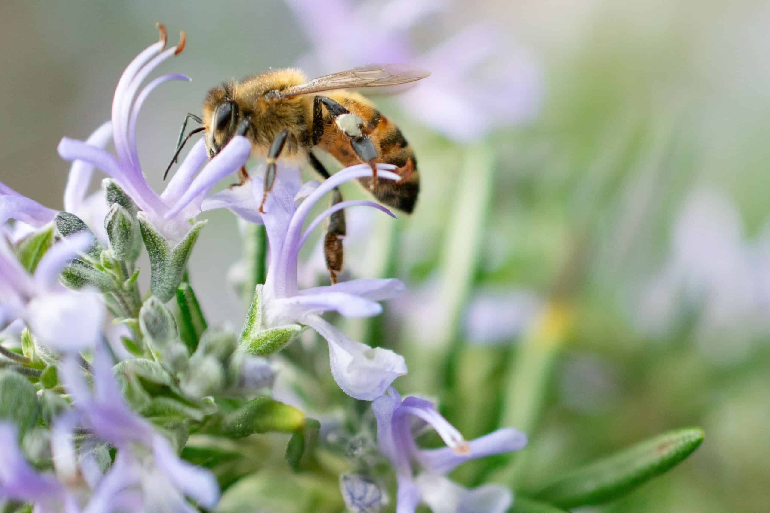 Honey bee gathering nectar from pale purple rosemary flowers from one of the top 10 plants for honey bees