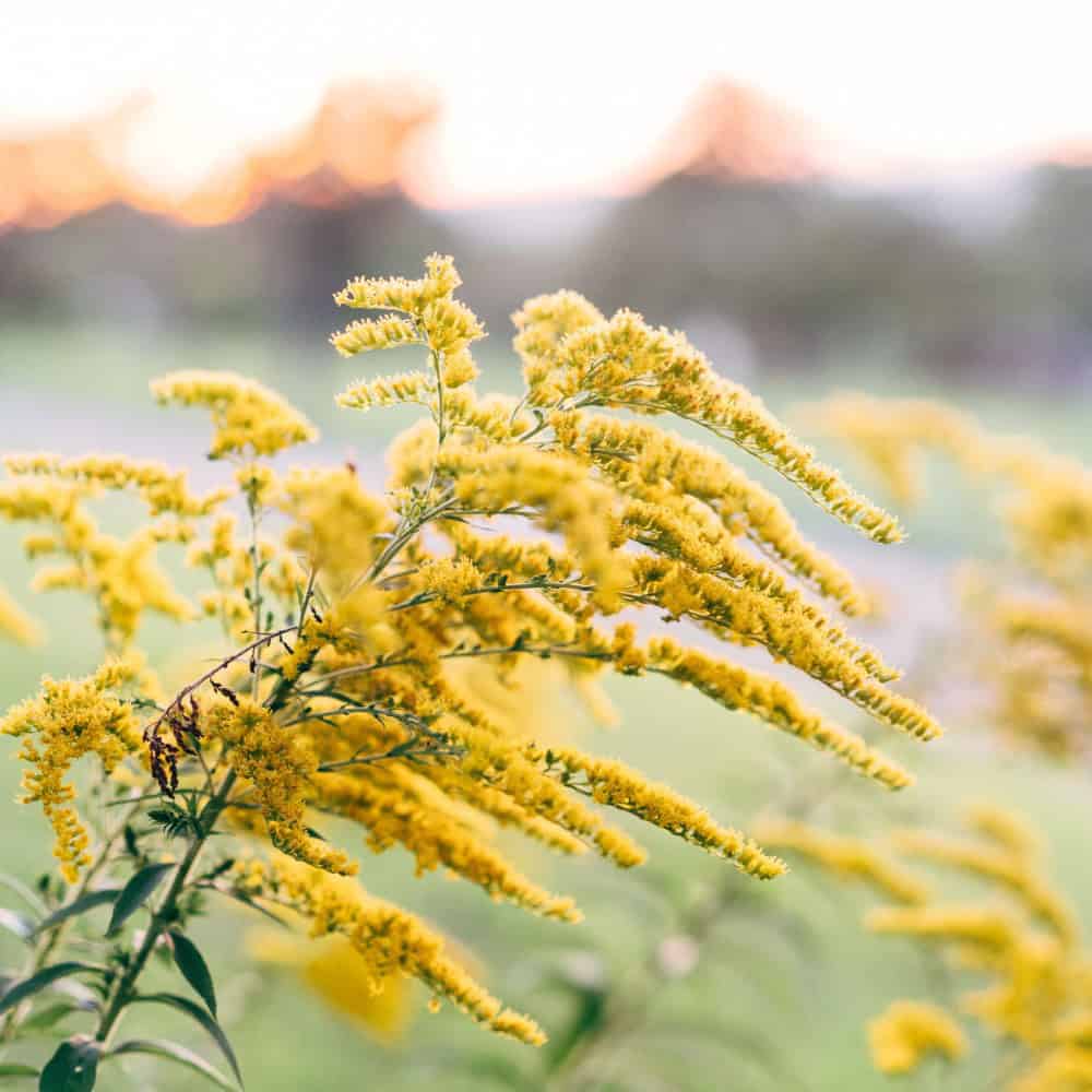 Golden goldenrod plumes blooming in late summer