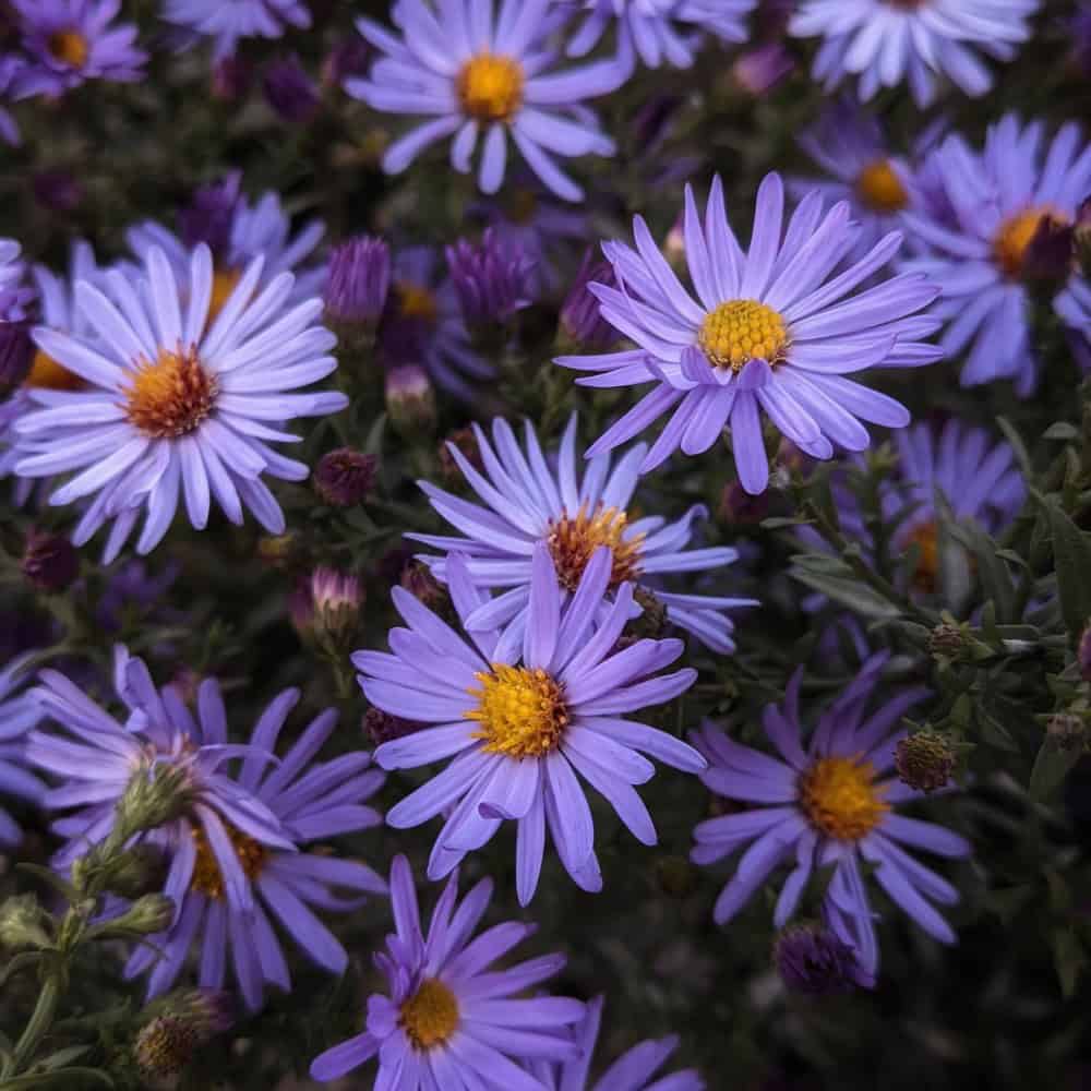 Purple aster flowers blooming in fall