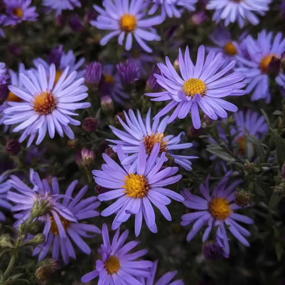 Purple aster flowers blooming in fall