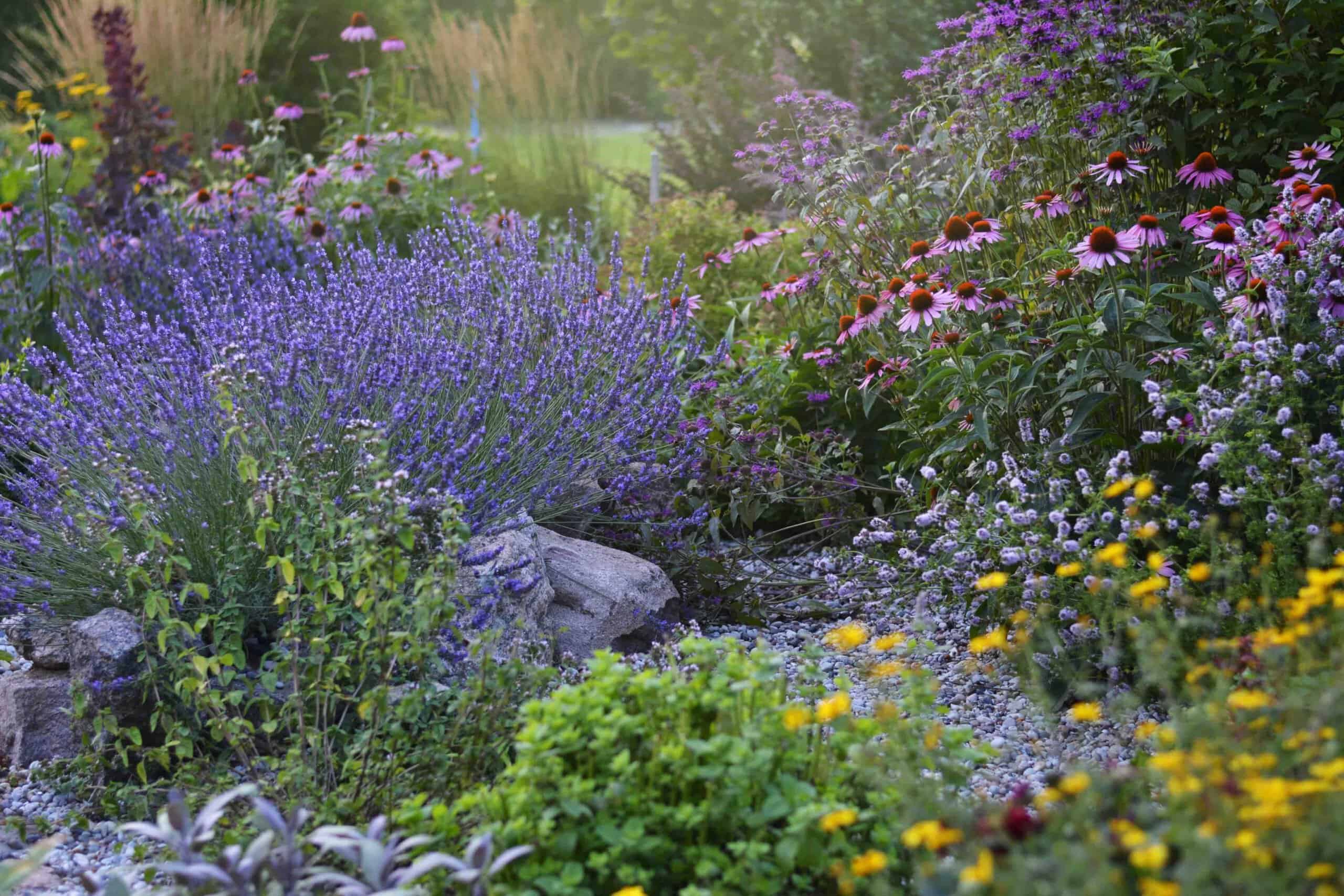 Mixed pollinator garden bed with lavender, yellow, and pink blooms