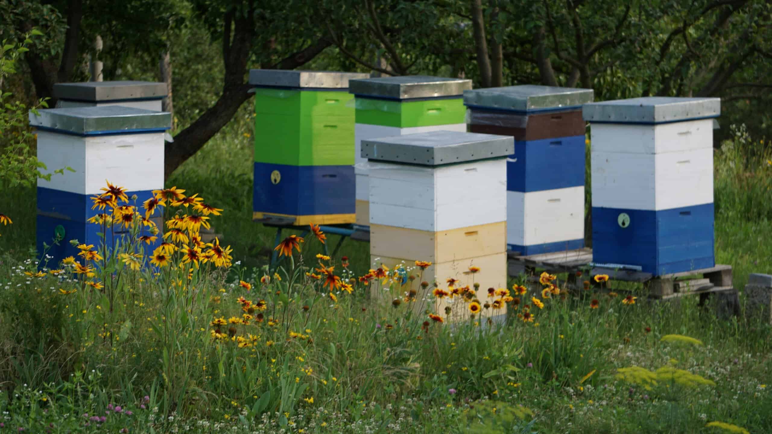 Colorful beehive boxes set in a wildflower meadow