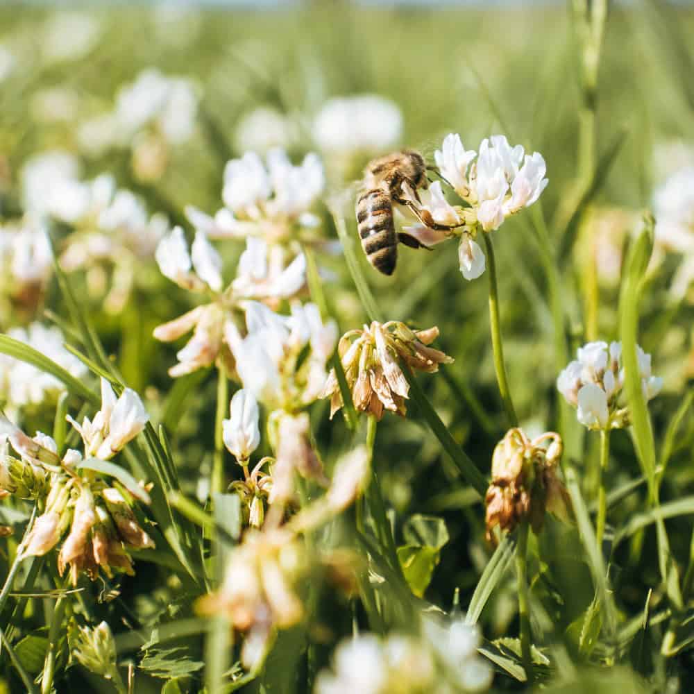 Honey bees foraging on white clover growing in a bee lawn