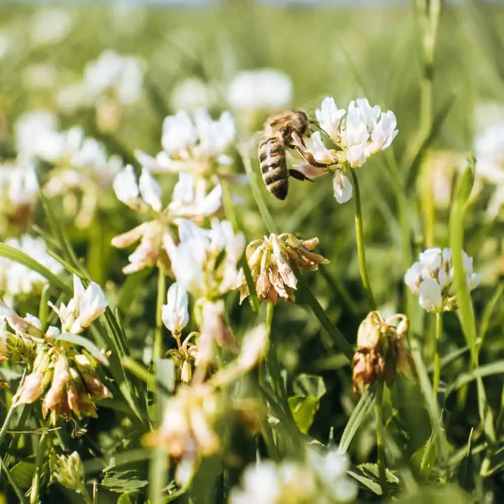 Honey bees foraging on white clover growing in a bee lawn