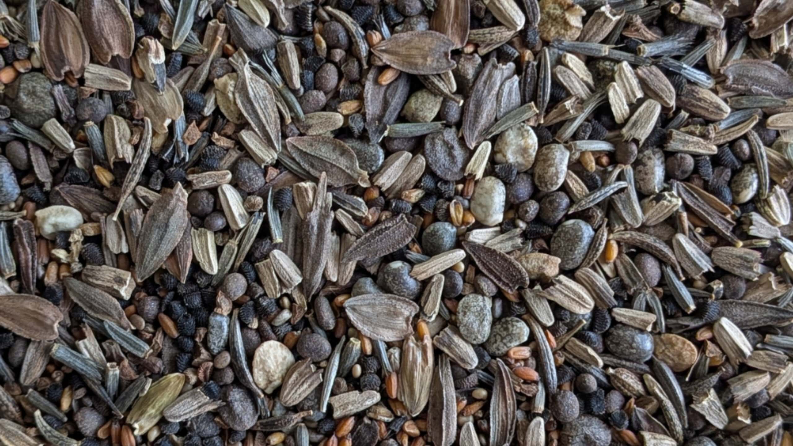 Close-up of mixed sunflower seed