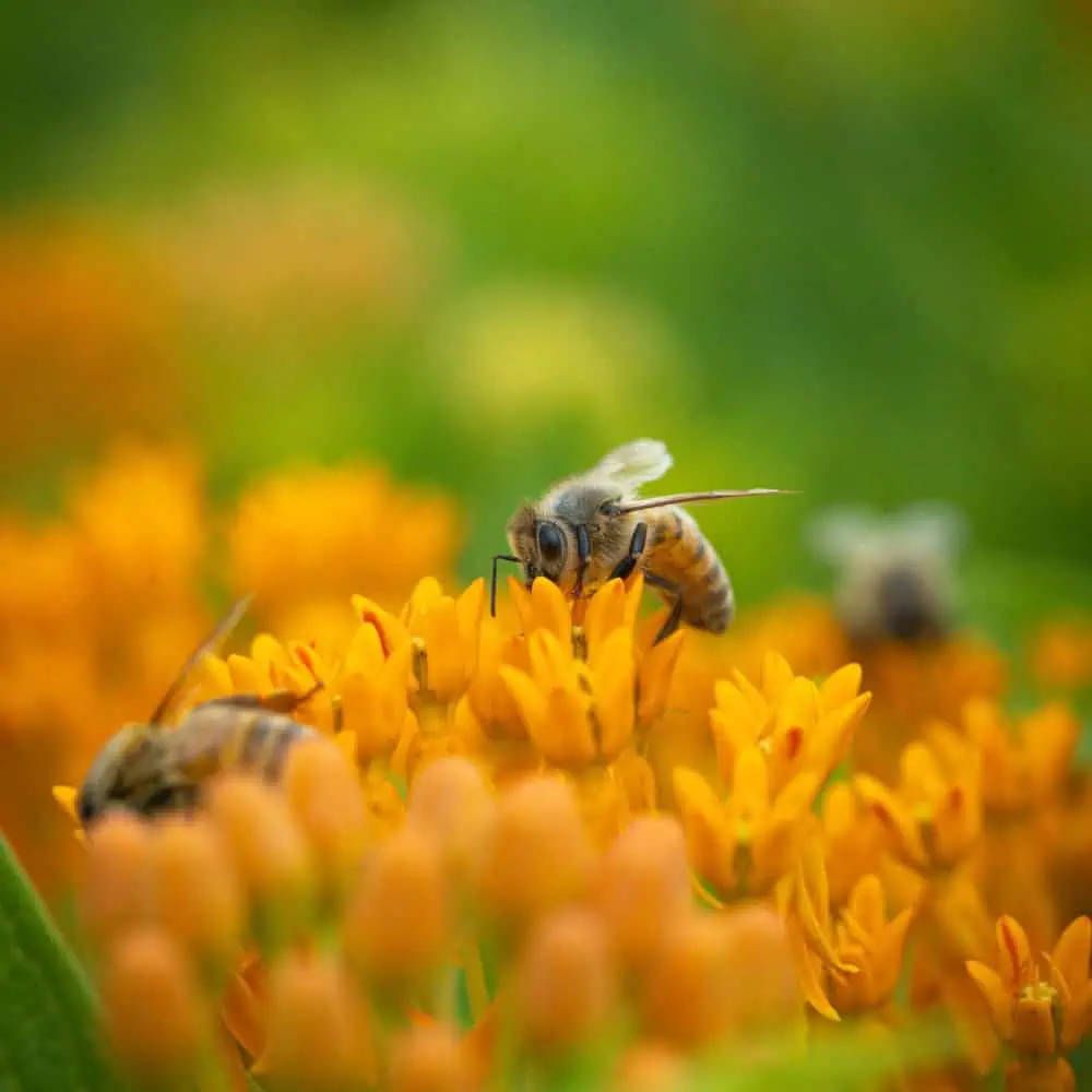 Honey bees feeding on orange butterfly weed blossoms
