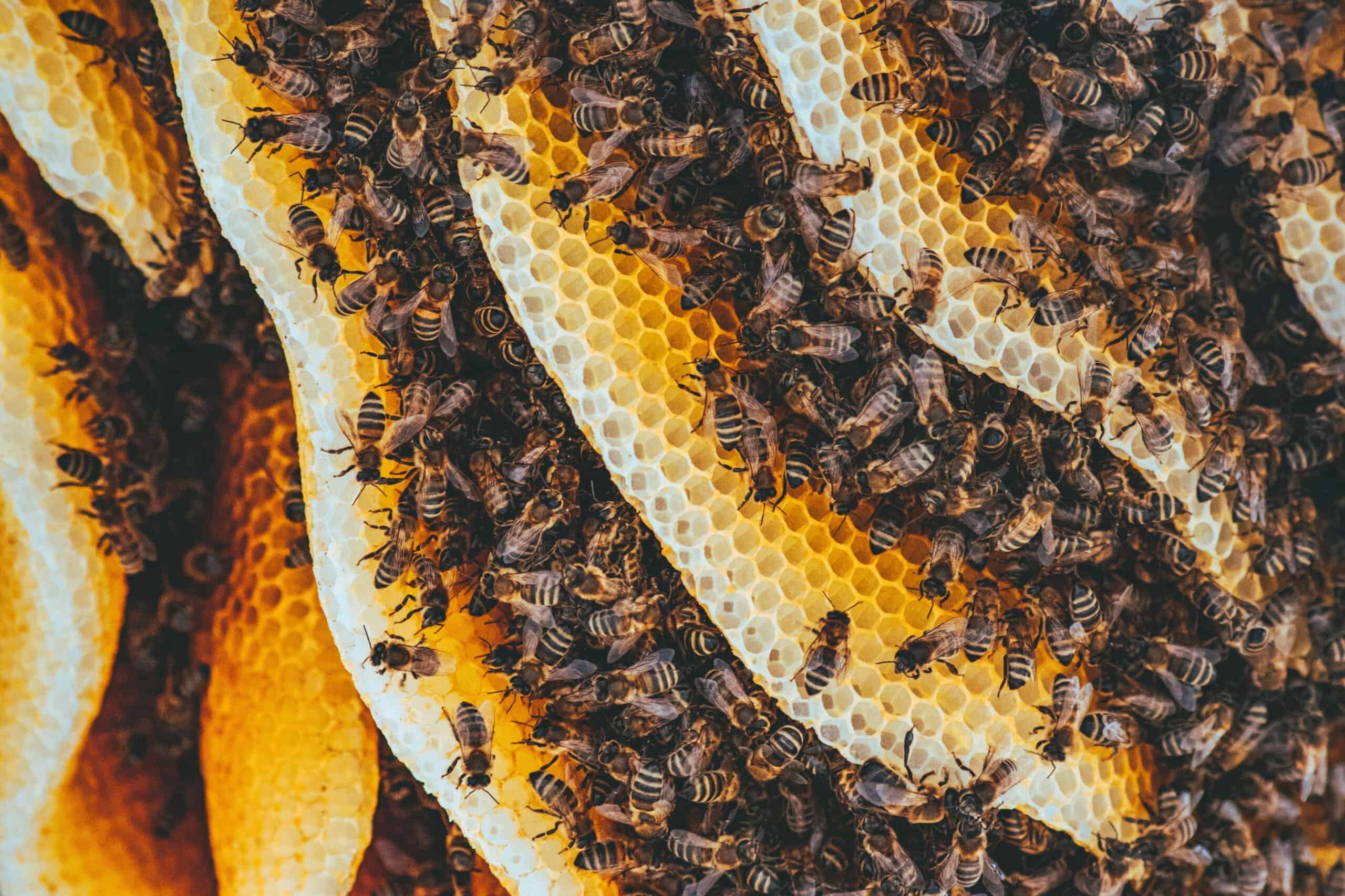Honey bees covering honeycomb inside a hive