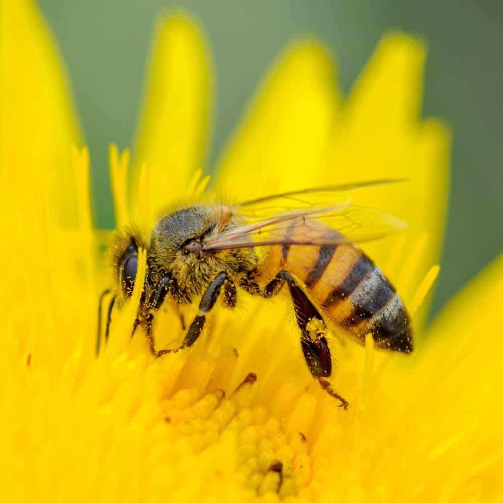 Honey bee collecting pollen on a bright yellow flower