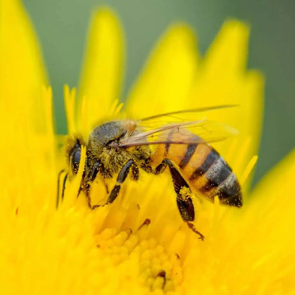 Honey bee collecting pollen on a bright yellow flower