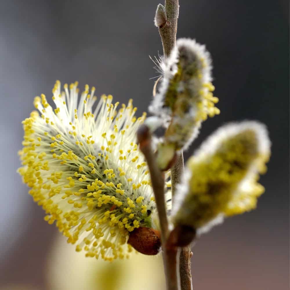 Willow catkins covered in yellow pollen in early spring