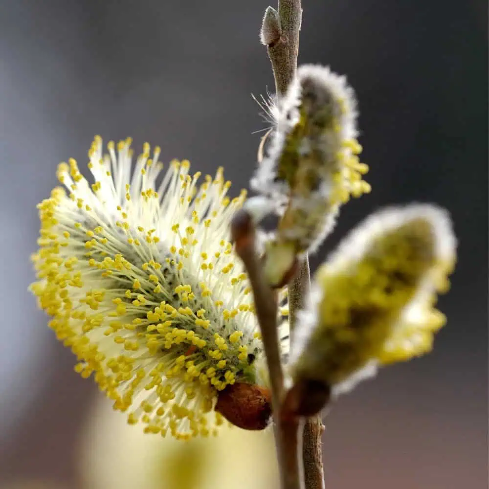 Willow catkins covered in yellow pollen in early spring