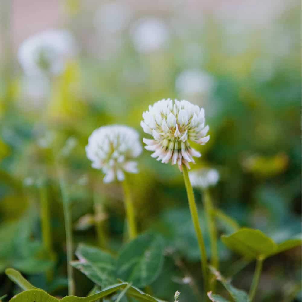 White Dutch clover blossoms blooming in green turf