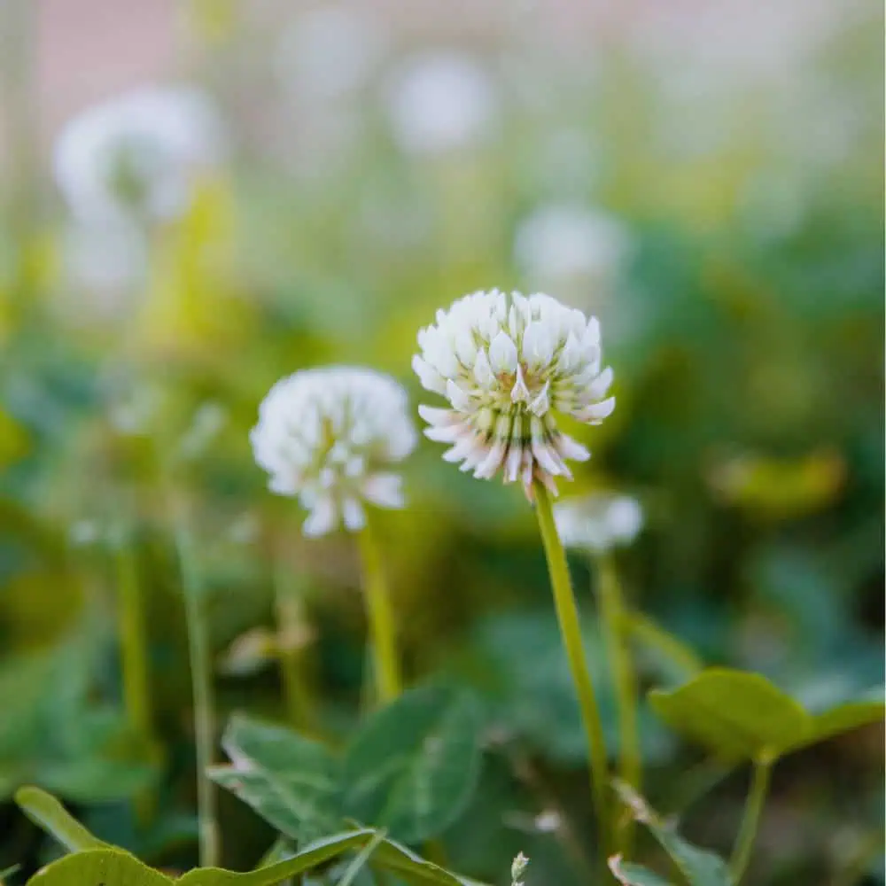 White Dutch clover blossoms blooming in green turf
