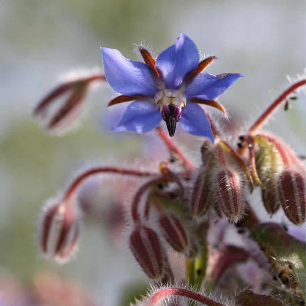 Blue star-shaped borage flower with a dark center