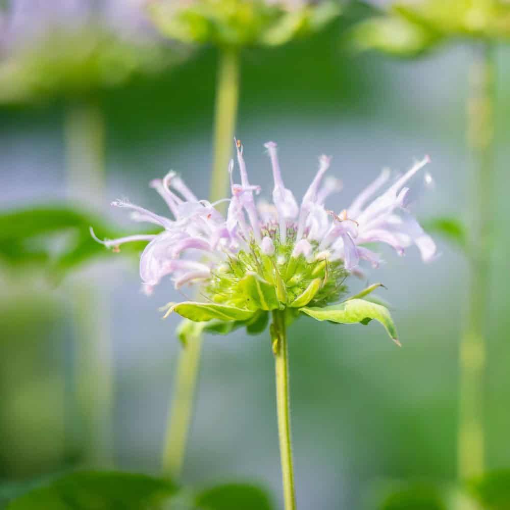 Pale pink bee balm, also called Monarda, in summer bloom