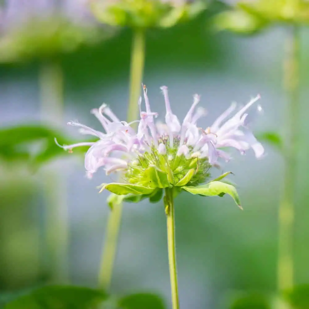 Pale pink bee balm, also called Monarda, in summer bloom