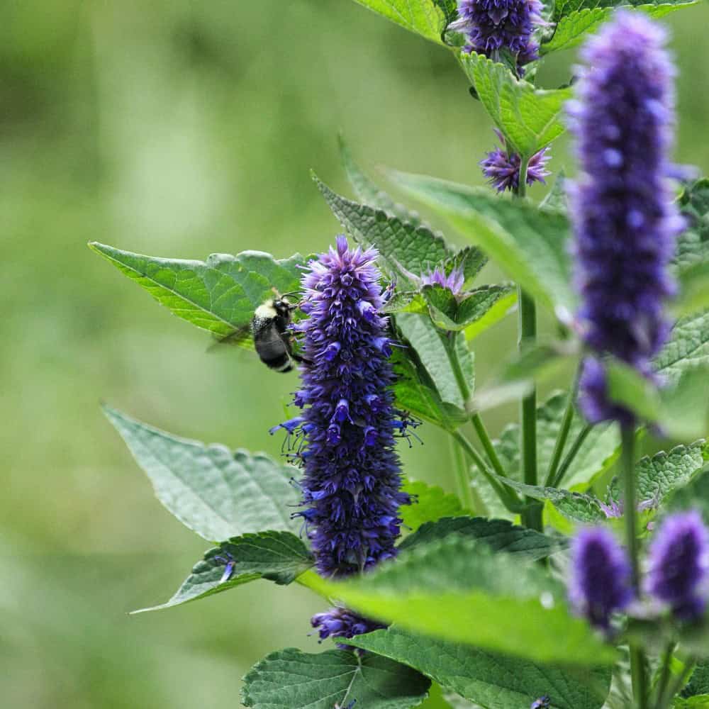 Bee foraging on a purple anise hyssop flower spike