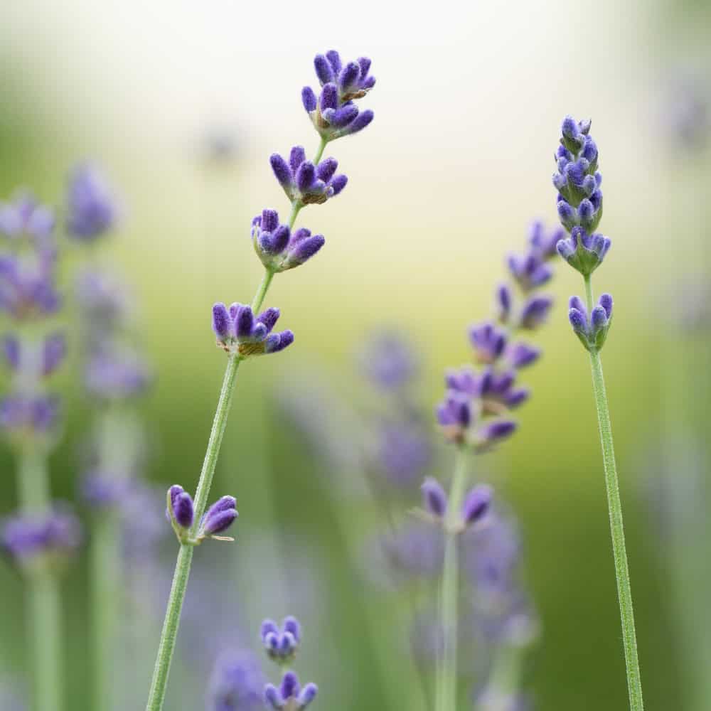 Lavender flower spikes blooming in a sunny, well-drained garden