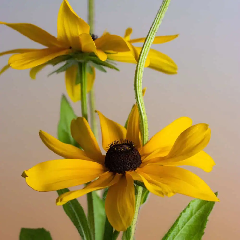 Yellow, dark-centered coneflower blooms in a perennial bed