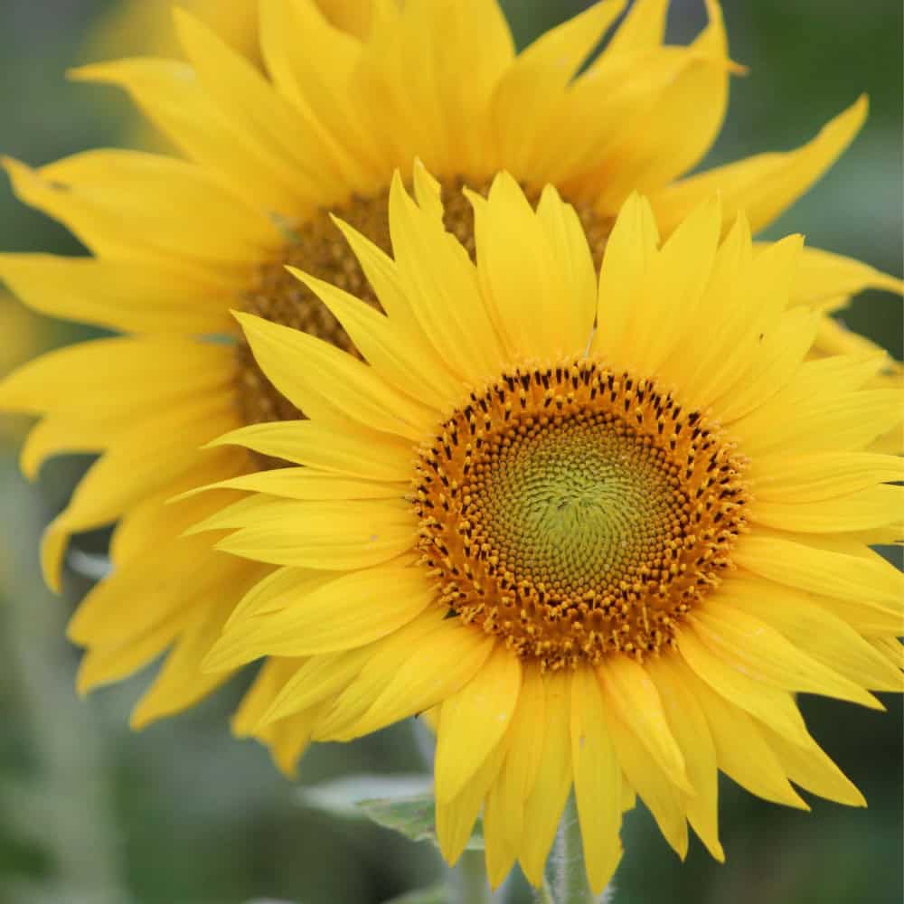 Open sunflower head with accessible pollen and nectar for bees