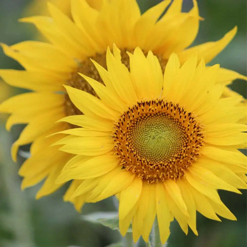 Open sunflower head with accessible pollen and nectar for bees