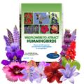 Hummingbird Wildflower Mix