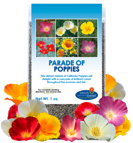 Parade of Poppies