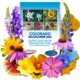 Colorado Wildflower Mix